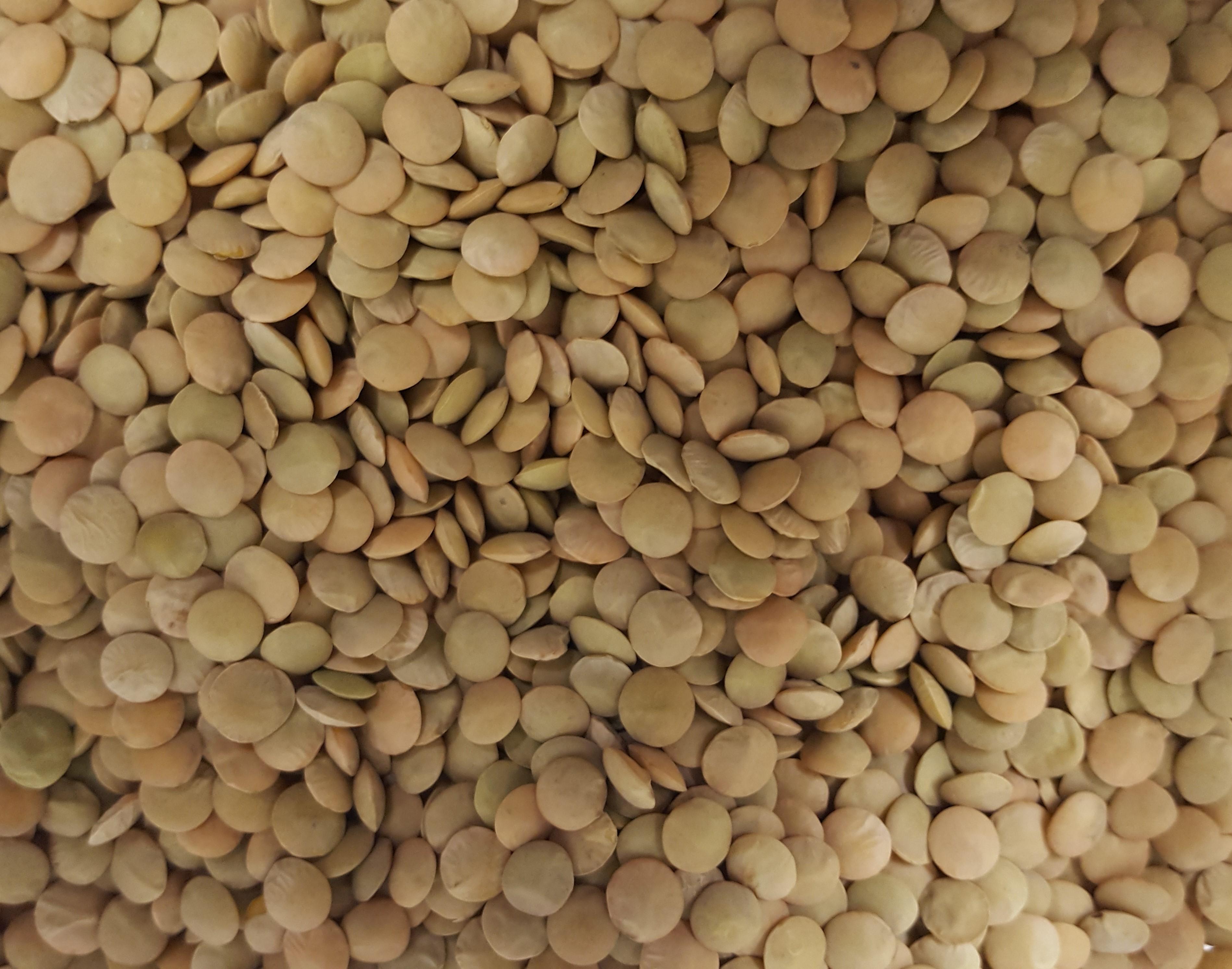Organic Large Green Lentils
