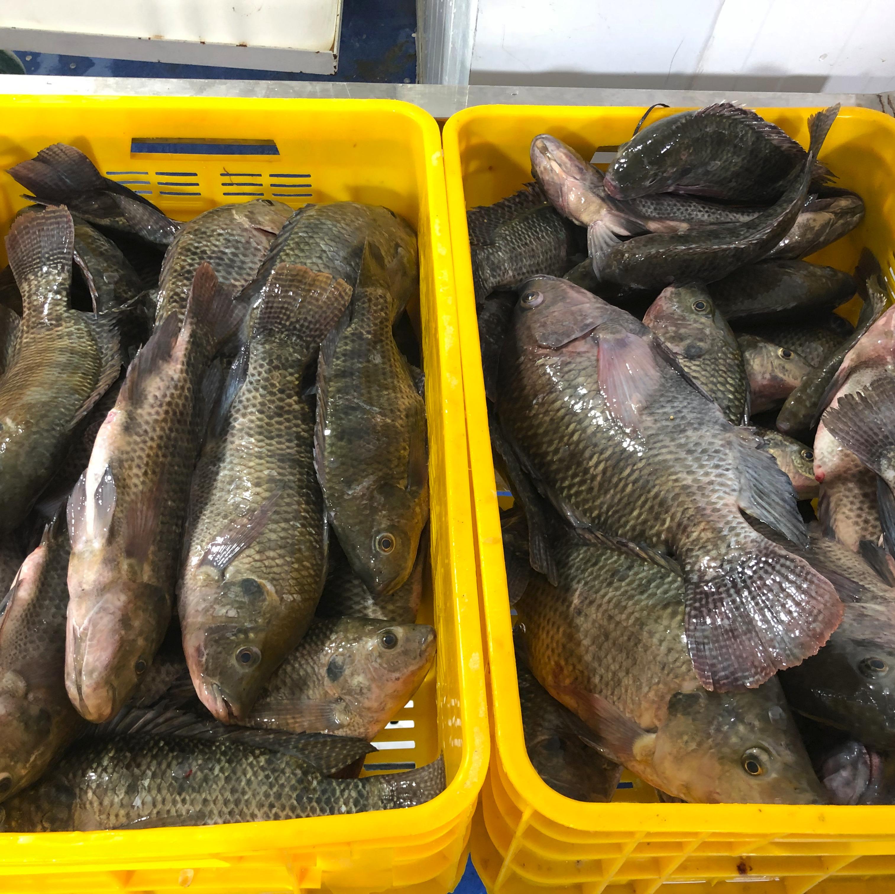 Tilapia