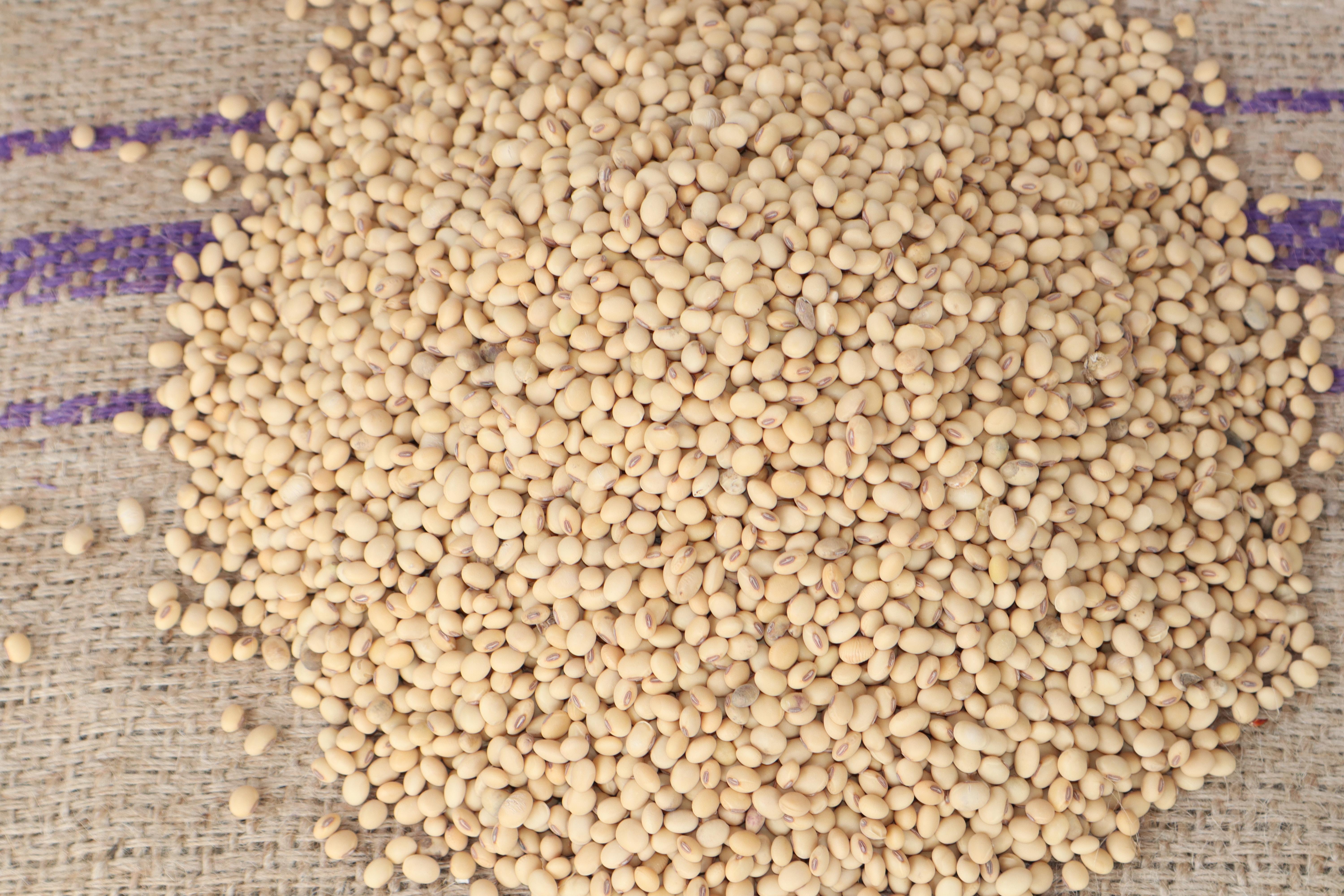 Soja