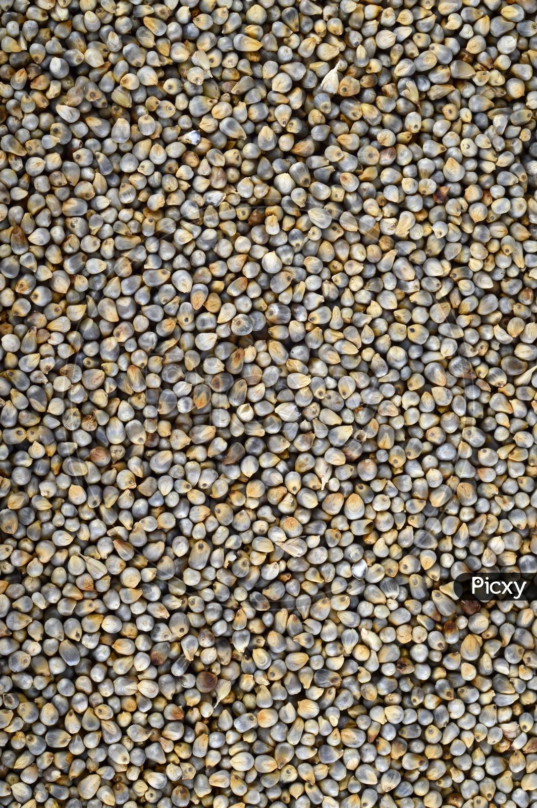 Indian Pearl millet