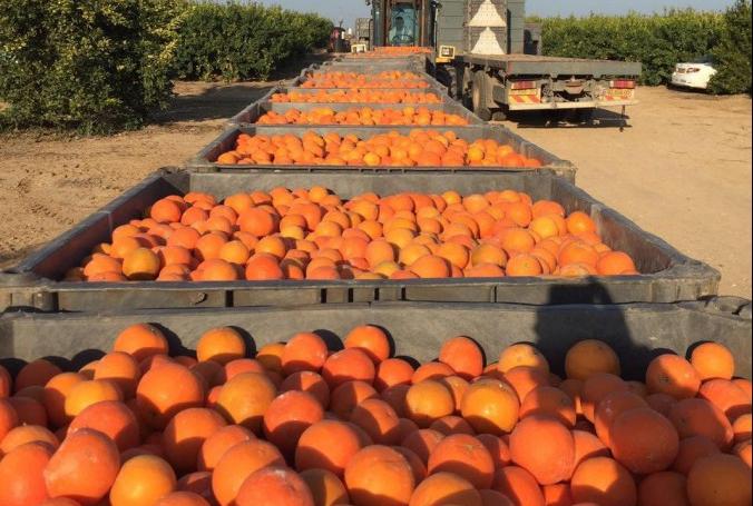Fresh Mandarin