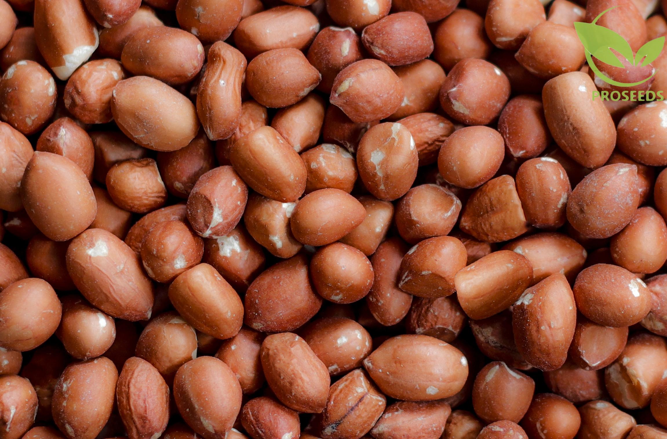Peanut Kernel