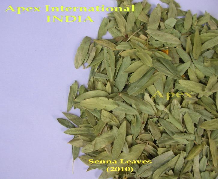 Senna Leaves