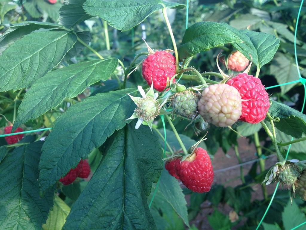 Raspberry