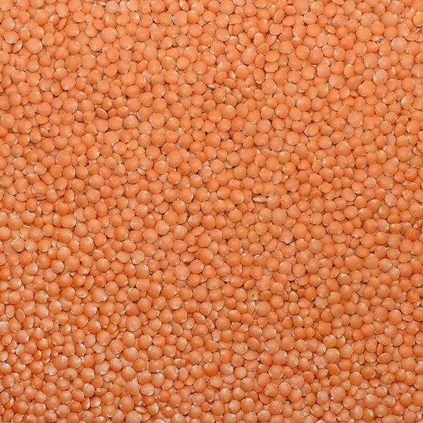 Lentil