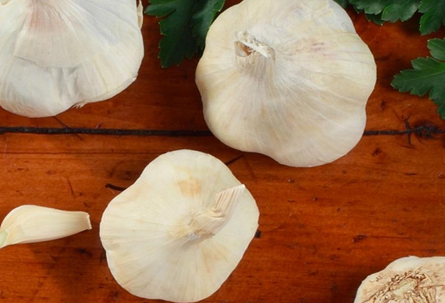 garlic