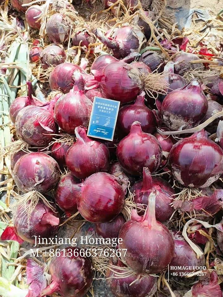 Fresh Onion