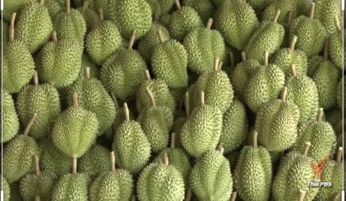 Durian Monthong