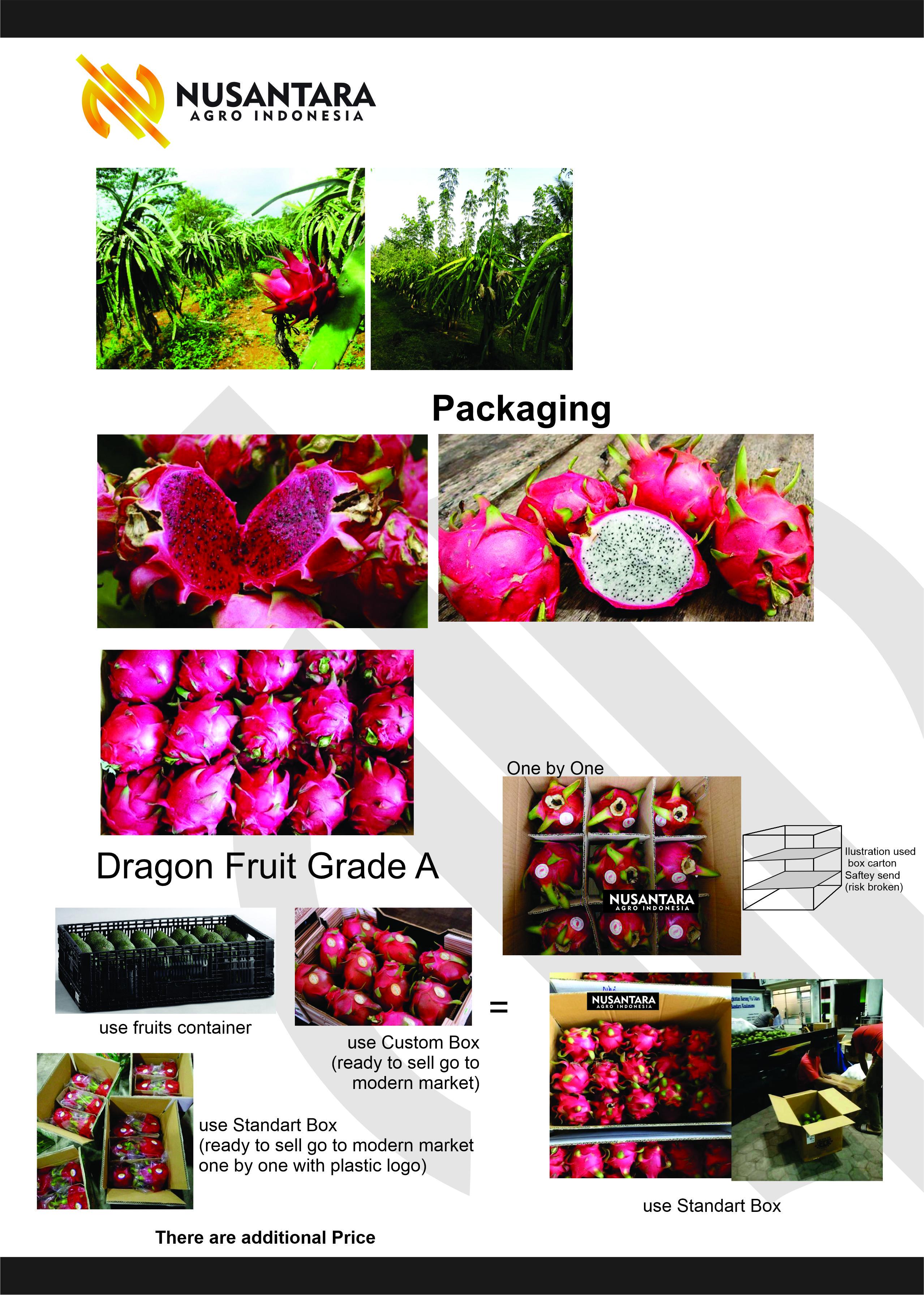 Dragon Fruit