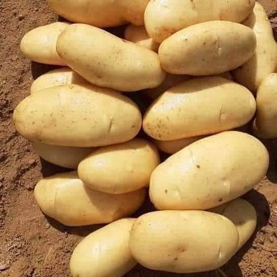 Sweet potatoes