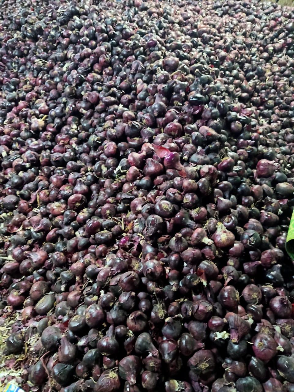 Fresh Red onion