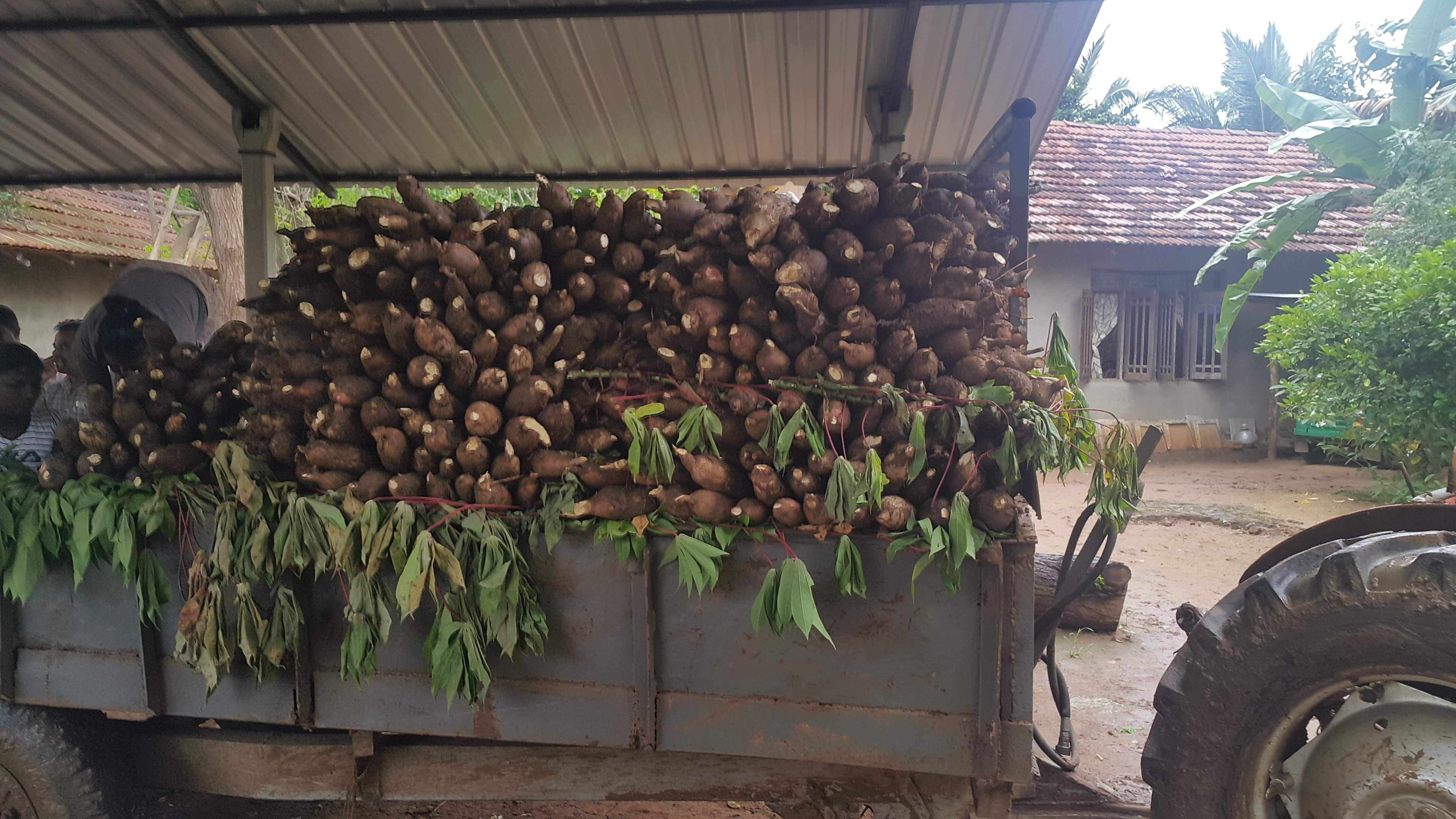 Cassava