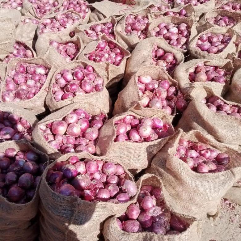 Onion