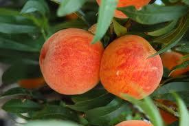 Apricot