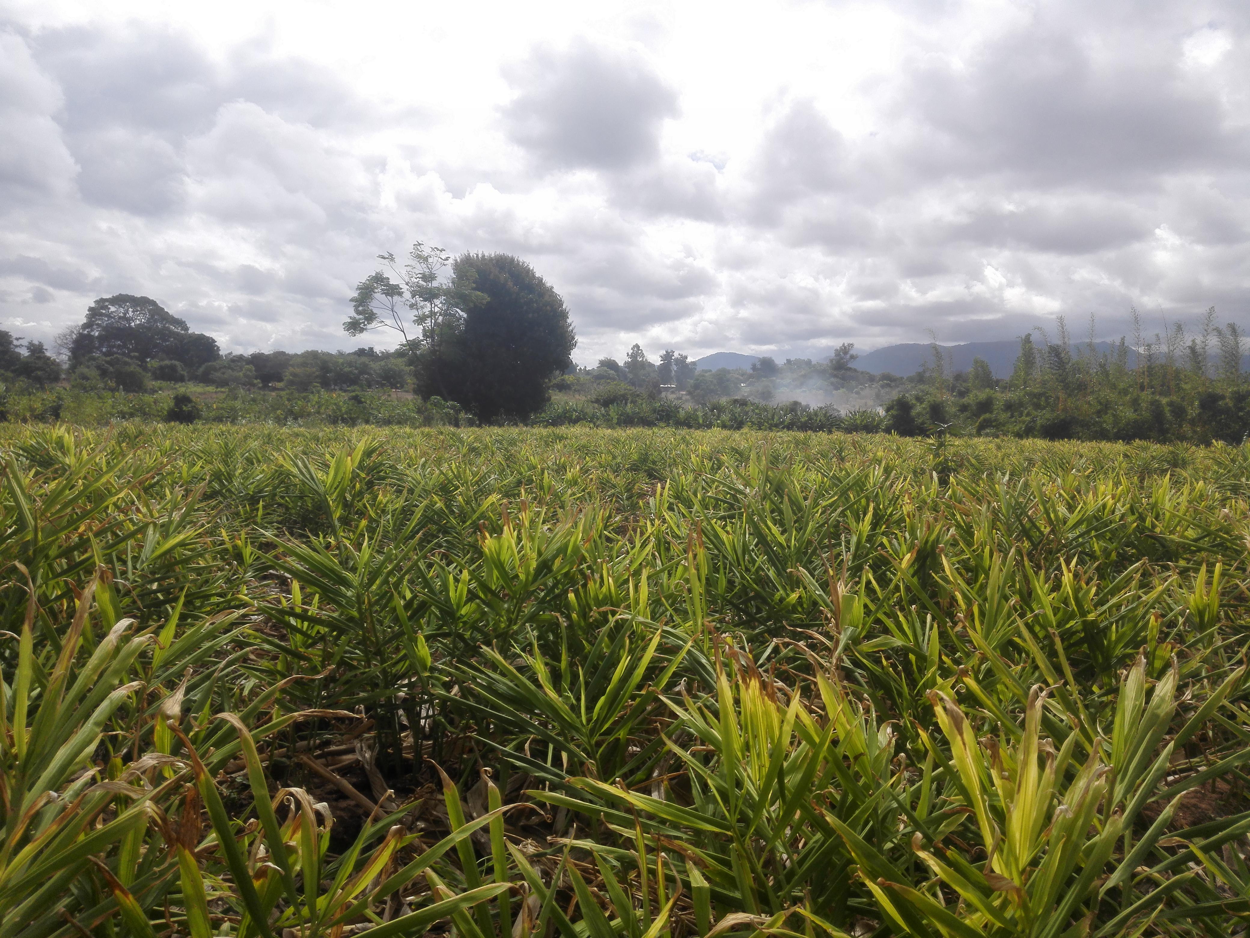 Ginger -Zingiber officinale-