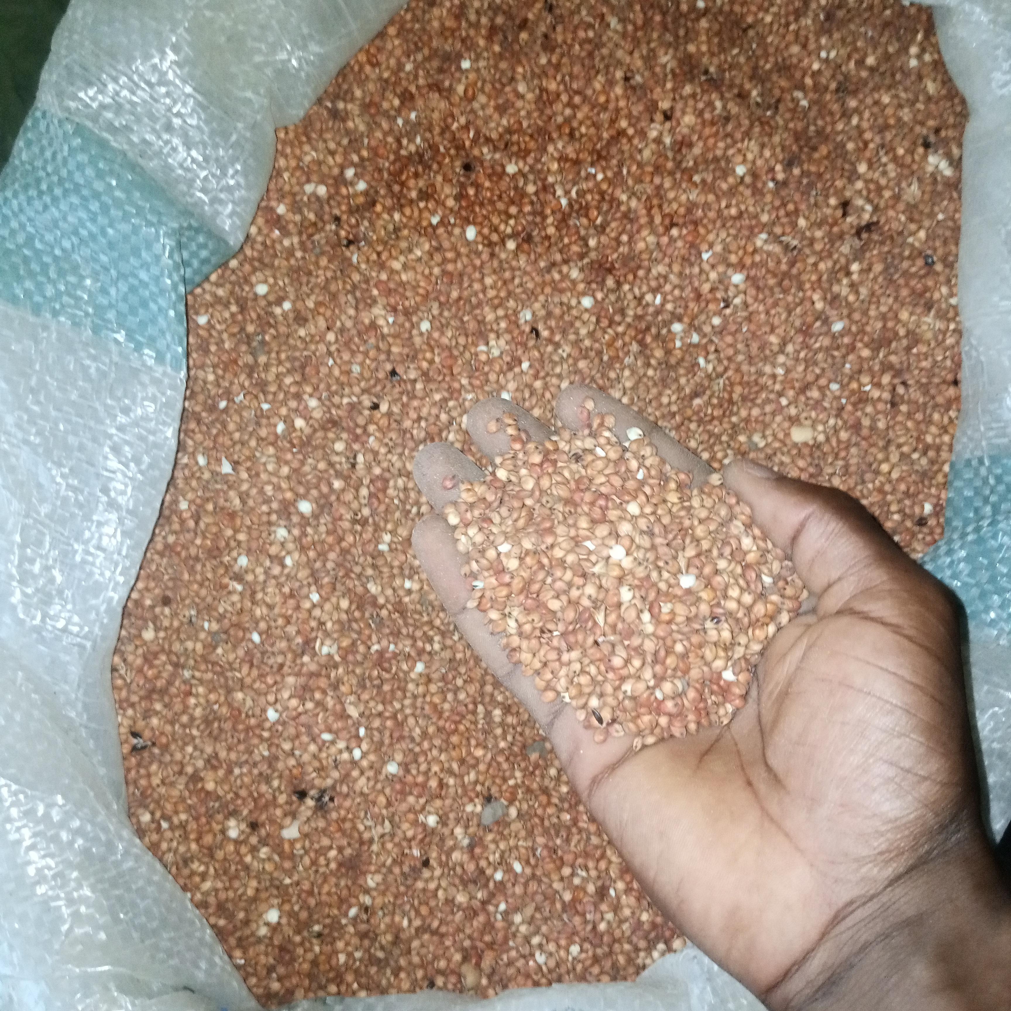 Sorghum