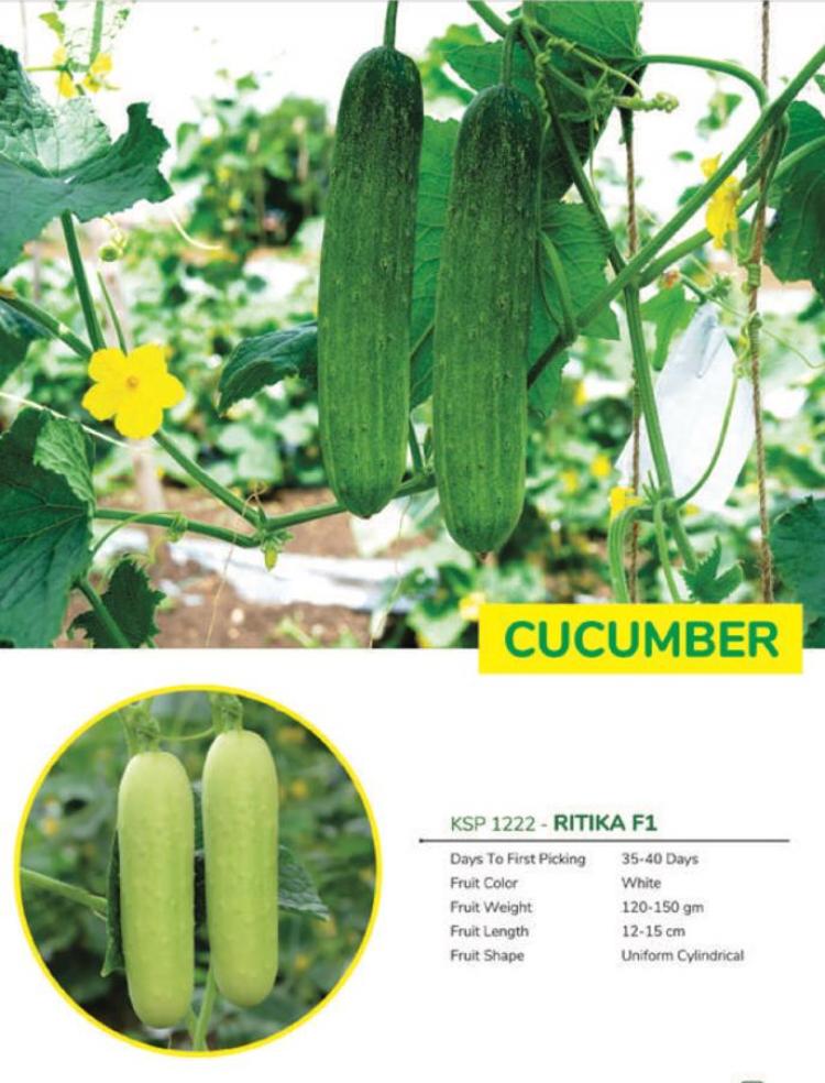 cucumber