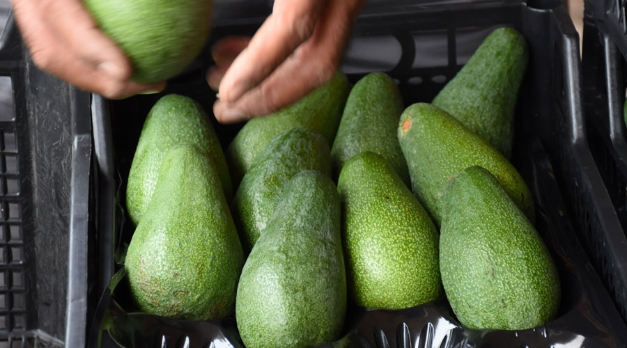 Avocado