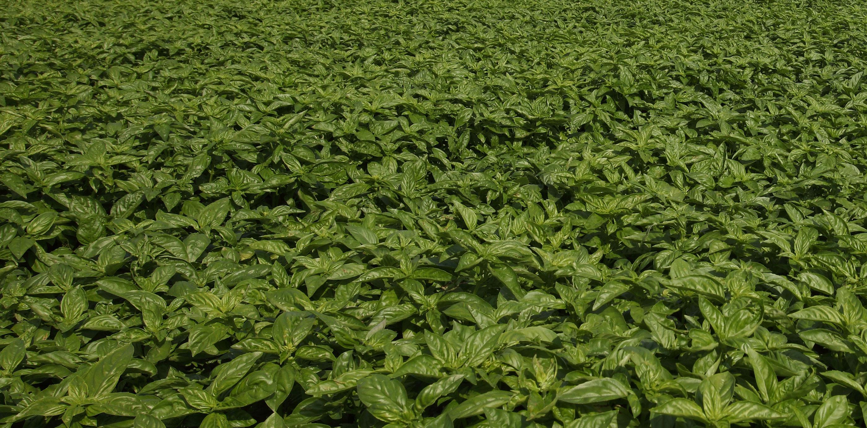 Basil