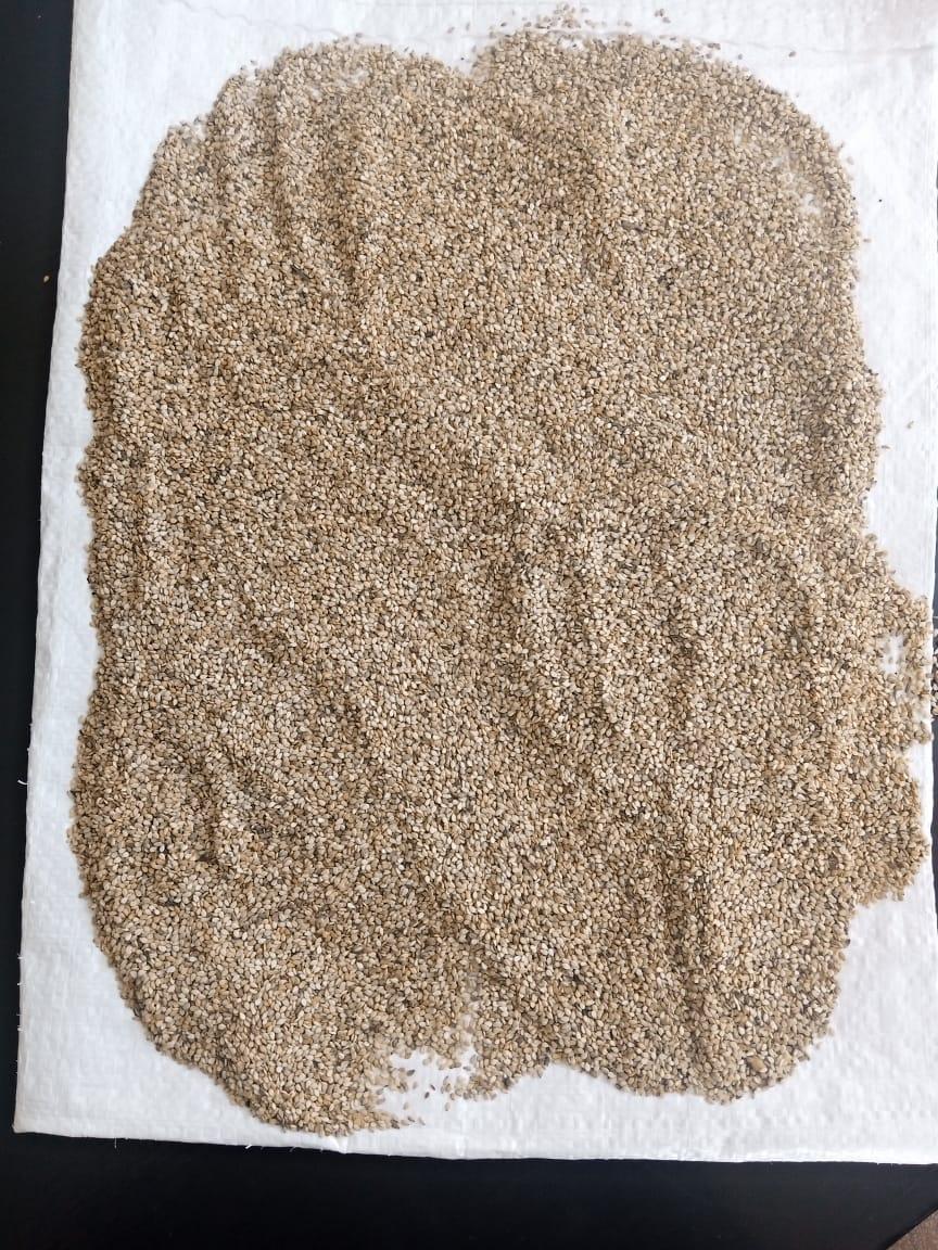 Unhulled Sesame Seeds