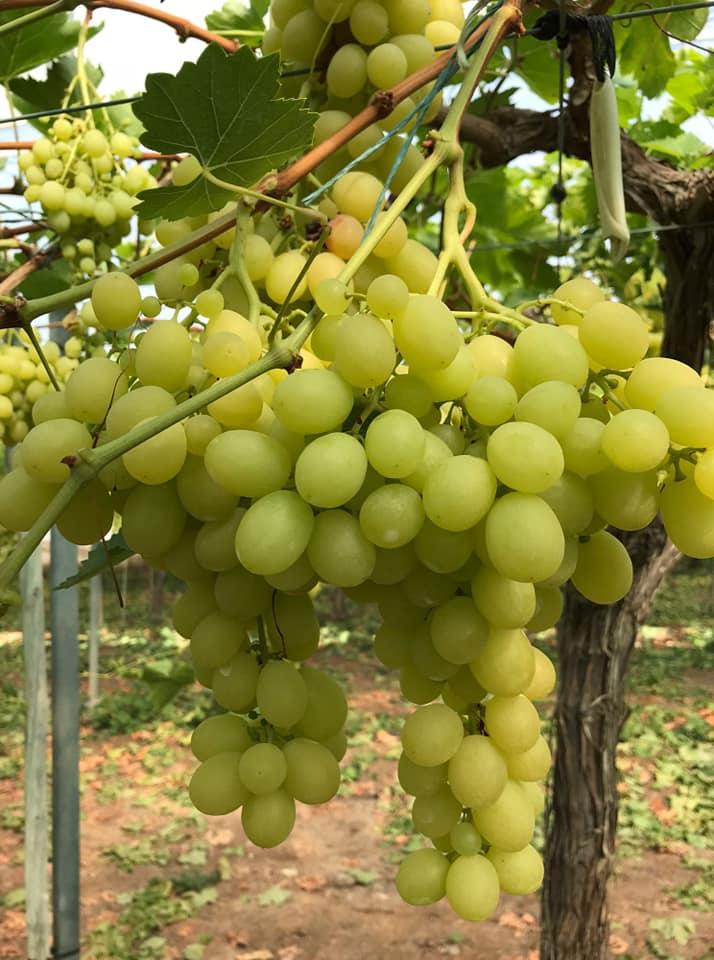 Grapes