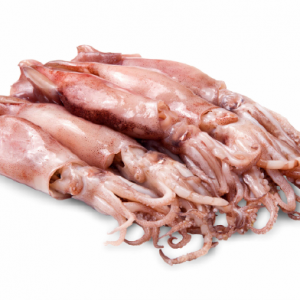 Fresh Squid