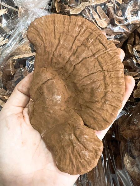 Reishi Mushroom