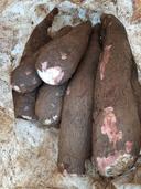 Cassava
