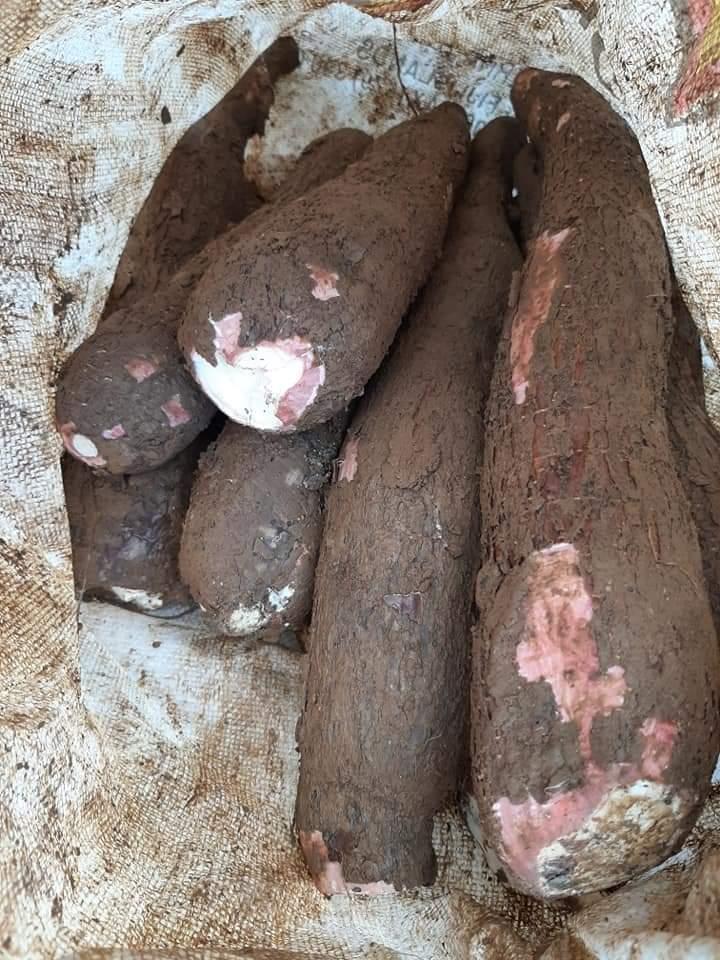 Cassava