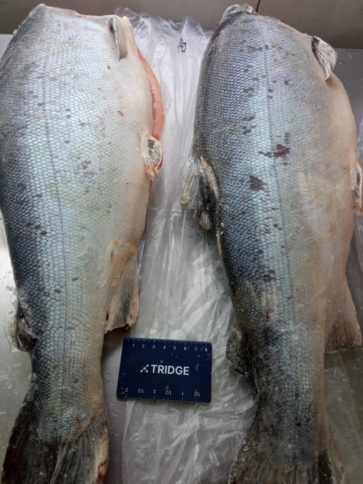 Whole Frozen Coho Salmon