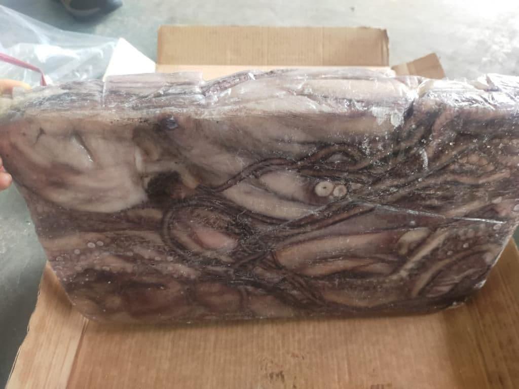 Octopus Vulgaris