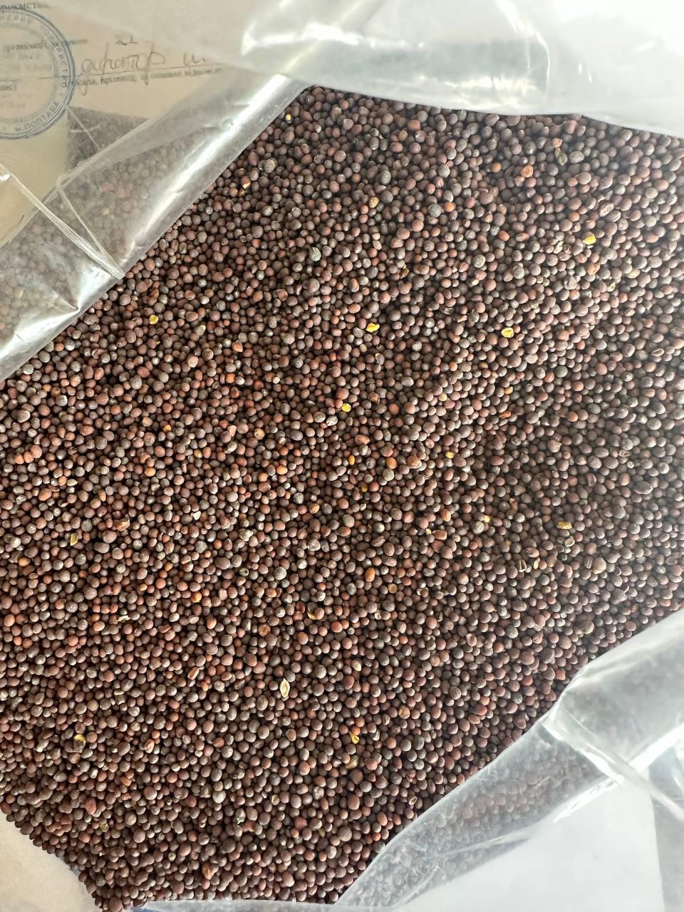 Black Mustard