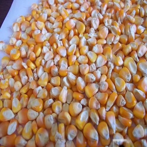 Yellow corn