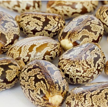 Castor Beans Brazilian White Seed