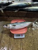 Mackerel from South Korea