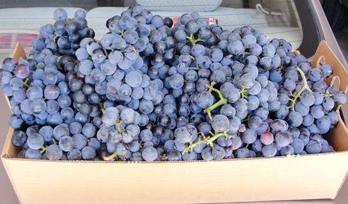 Fresh Grape