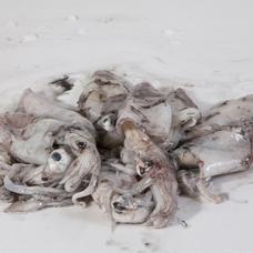Squid