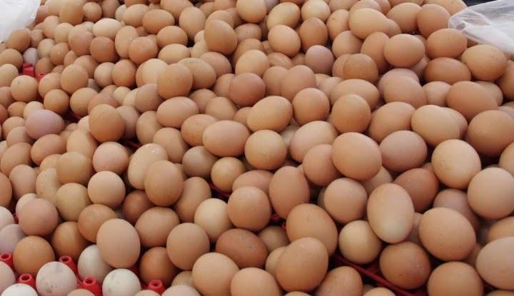 Fresh Chicken Egg