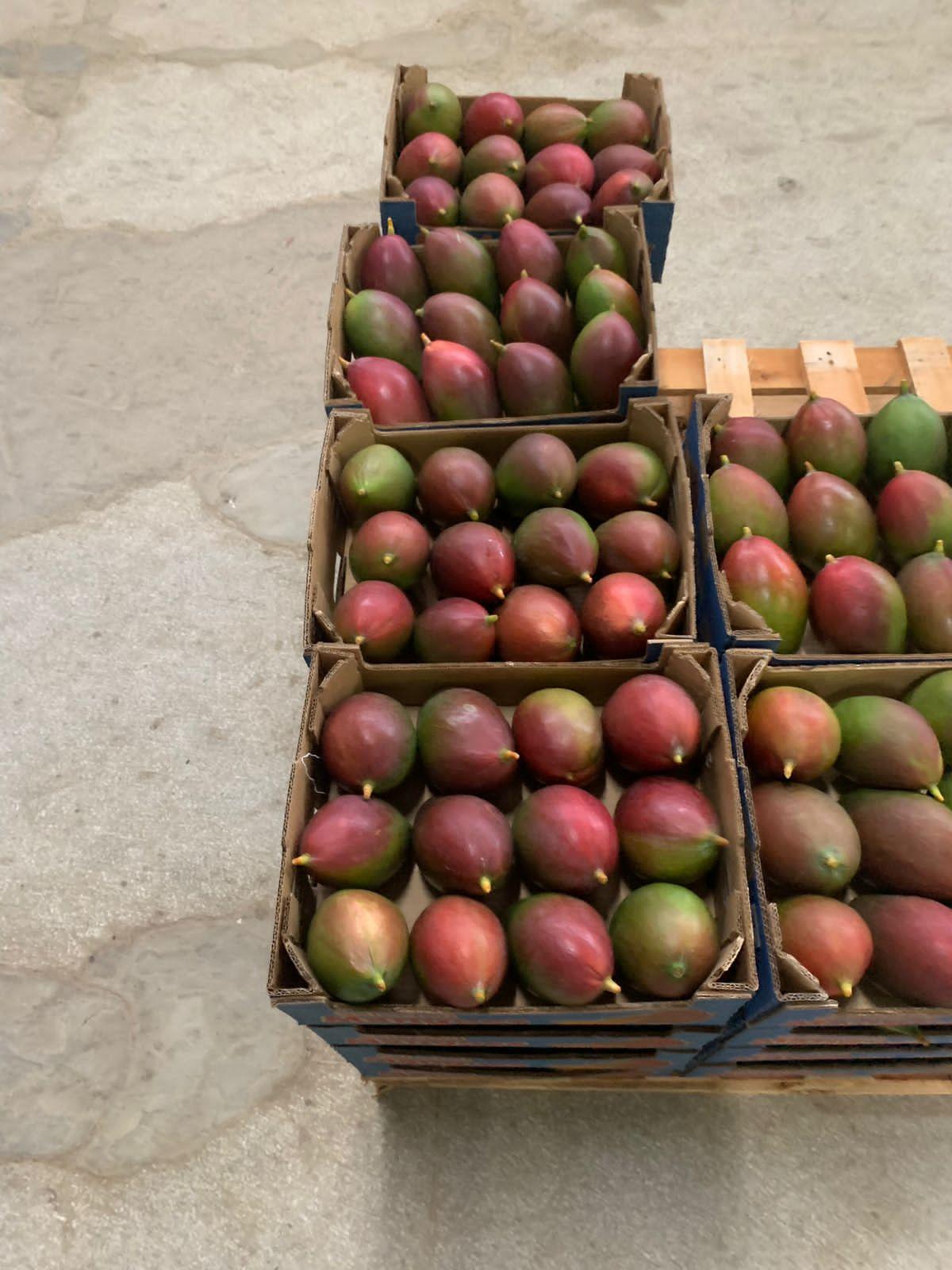 Fresh Mangoes