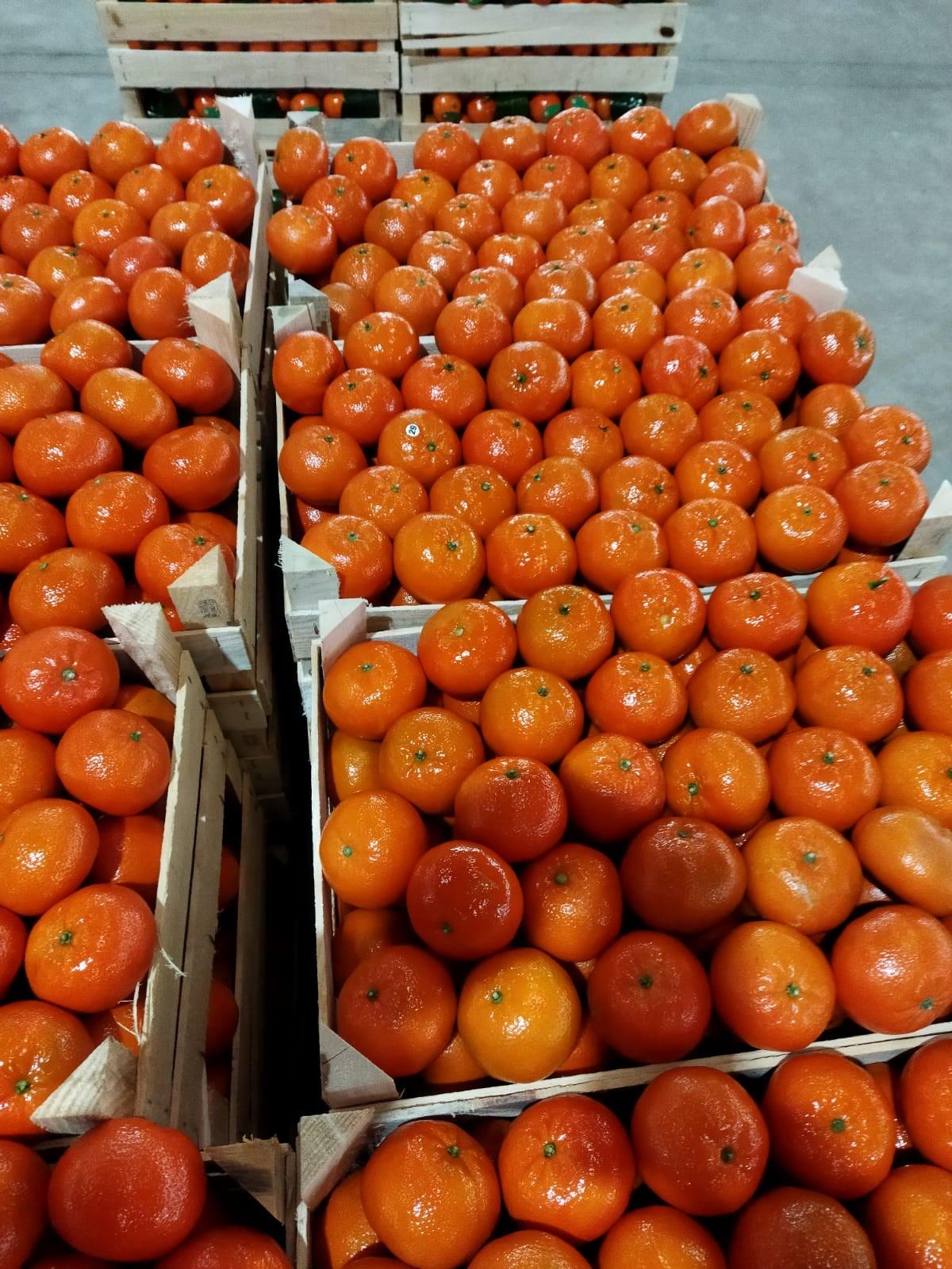 Fresh Red Delicious-Gala Apple