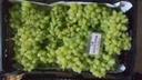 Fresh Seedless Grape