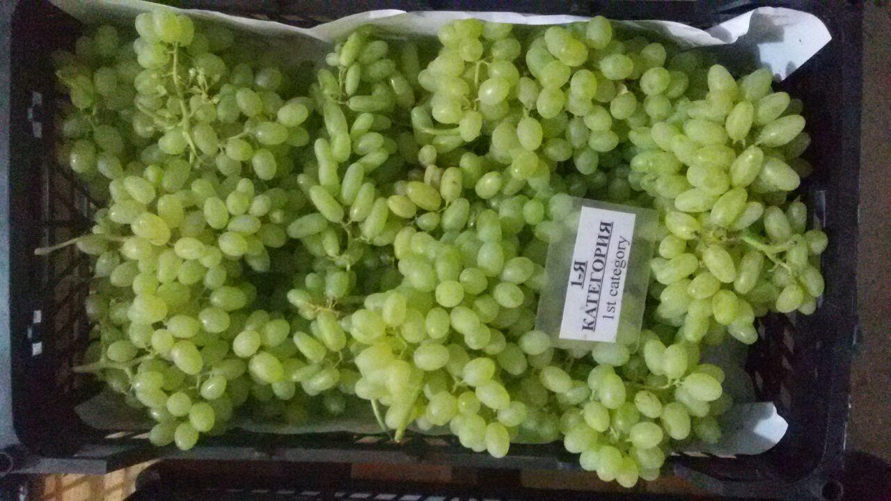 Fresh Seedless Grape