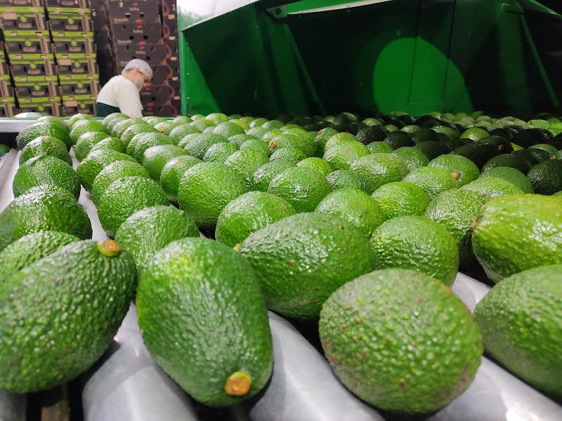 Avocado