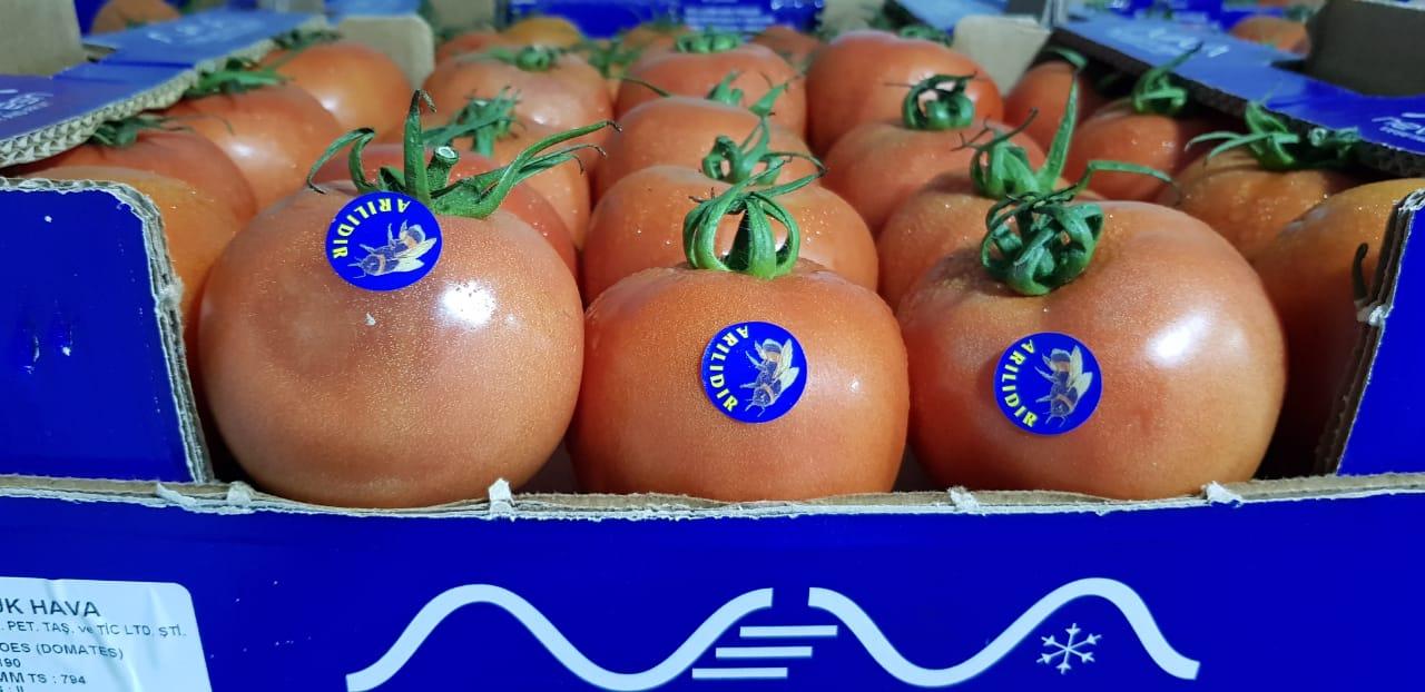 Tomato