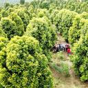 Clove Leaf Oil Rectified 85% - Van Aroma (CL-185)