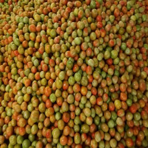 Drumstick (Moringa)