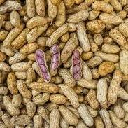 Peanuts