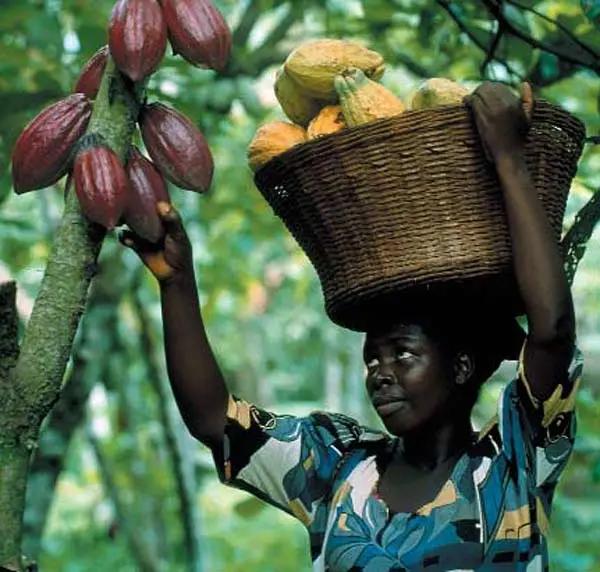 cocoa bean