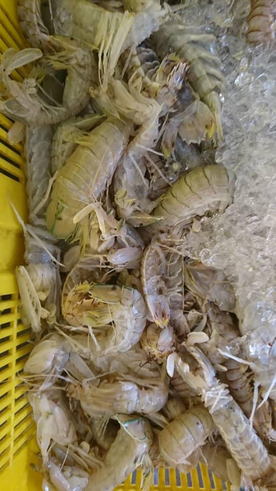 Wild Sea Prawns
