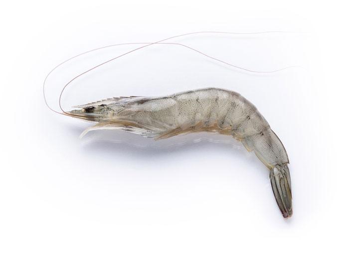 Shrimp